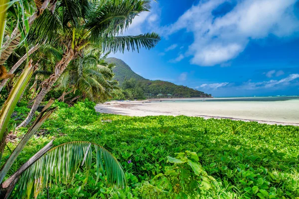 Palm Trees Shoreline Tropical Island Scenario — Stock Photo, Image
