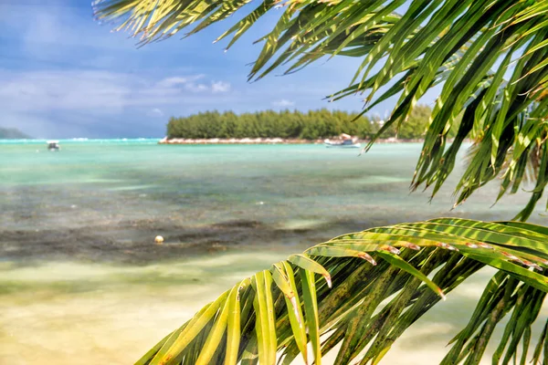 Piękna Wyspa Seychelle Praslin Tropikalne Kolory — Zdjęcie stockowe