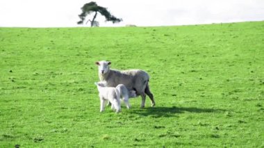 Yeni Zelanda 'da güzel bir çayırda koyunlar. Yavaş çekim