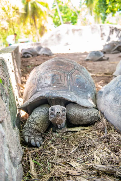 Tortue Géante Aldabra Tortue Aux Seychelles Près Plage — Photo