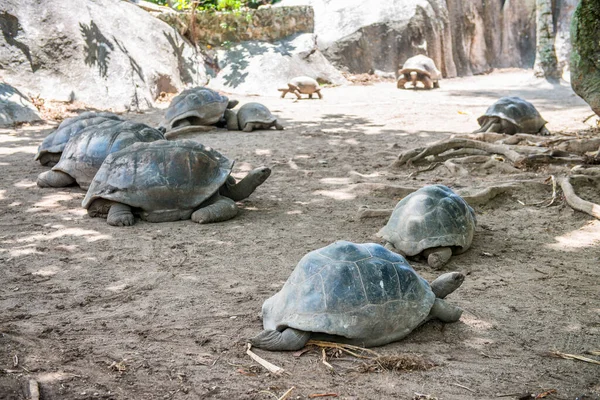 Tortue Géante Aldabra Tortues Aux Seychelles Sur Plage — Photo