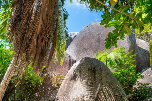 Granit Kayaları Beyaz Kumları Tropik Bir Manzarada Palmiye Ağaçları Olan — Stok fotoğraf