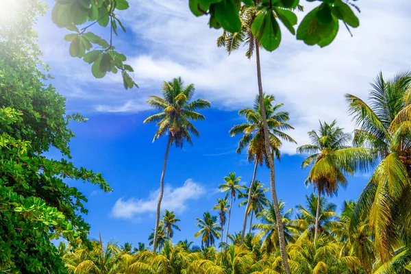 Tropical Island Palms Blue Sky Seychelles — Stock Photo, Image