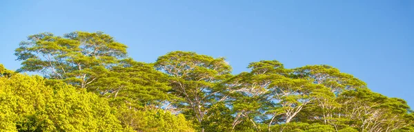 Sosny Tropikalnym Błękitnym Niebem — Zdjęcie stockowe