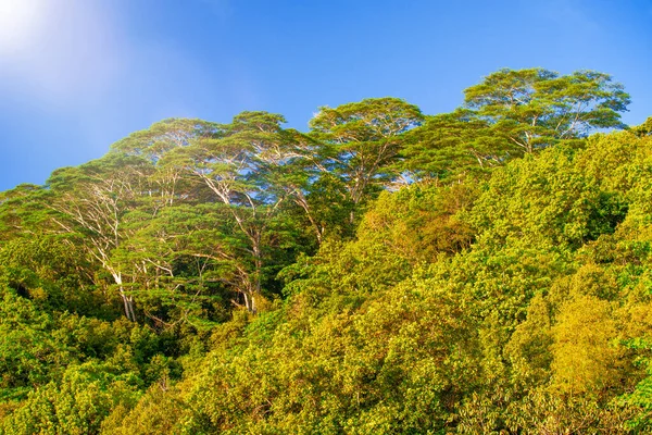 Pinos Con Cielo Azul Tropical — Foto de Stock