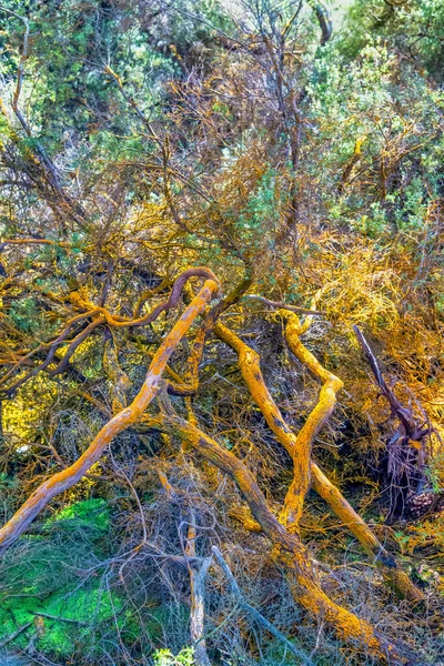 Colori Forestali Dell Area Geotermica Rotorua Nuova Zelanda — Foto Stock