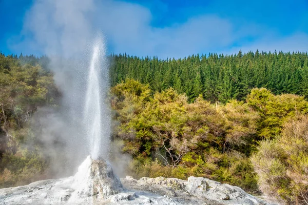 Lady Knox Geyser Waiotapu Geotermikus Területen Zélandon — Stock Fotó