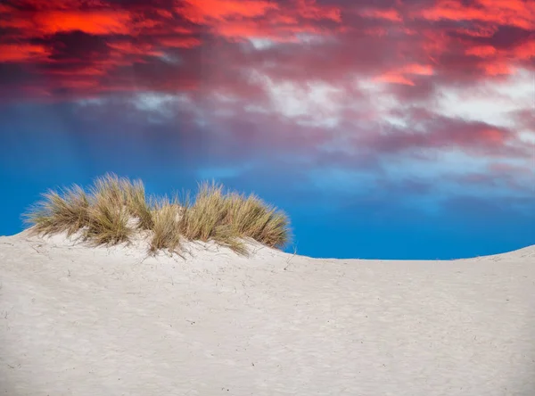 Desert Bushes Sand Blue Sky — Stock Photo, Image