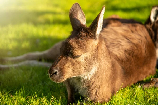 Relaxed Kangaroo Lying Grass Sunset — Stock Photo, Image