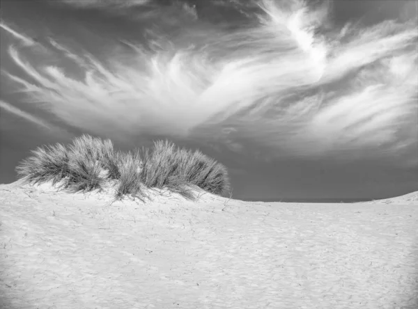 Woestijnstruiken Met Zand Blauwe Lucht — Stockfoto