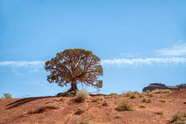 Árvore Solitária Deserto Vermelho — Fotografia de Stock