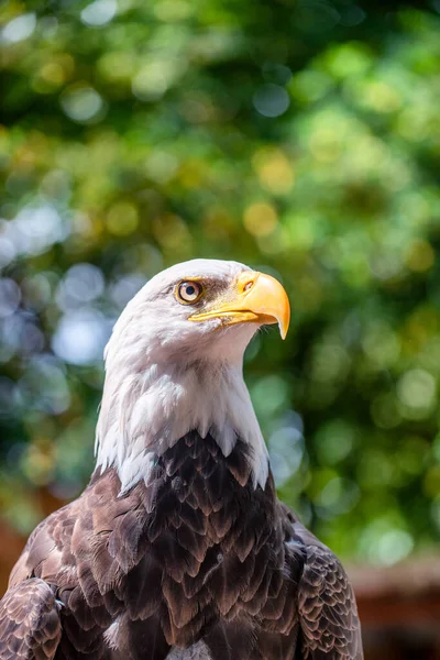 Adelaarsoog Tegen Het Bos Wildlife Concept — Stockfoto