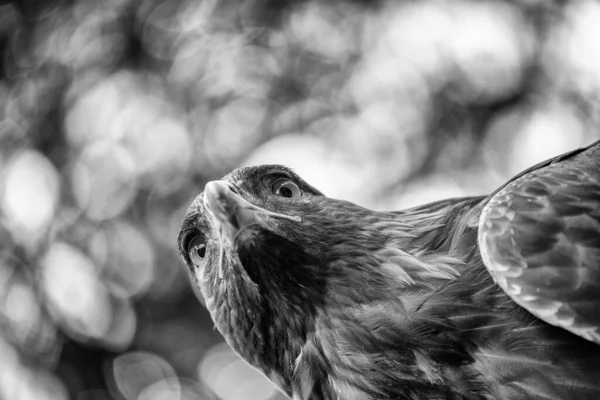 Ojo Águila Con Fondo Forestal Concepto Vida Silvestre Vista Hacia — Foto de Stock