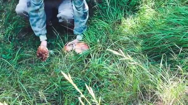 Hombre recogiendo hongos boletus en el bosque — Vídeos de Stock