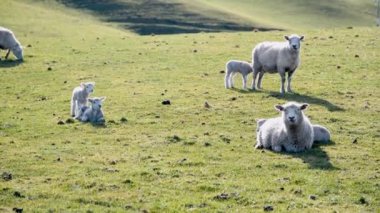 Yeni Zelanda 'da güzel bir çayırda koyunlar. Yavaş çekim