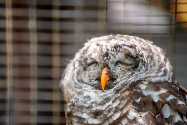 Resting Owl Detail Face — Stock Photo, Image