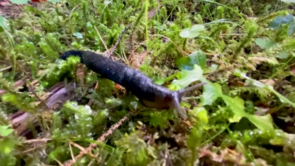 Escargot se déplaçant dans la forêt, ralenti — Video