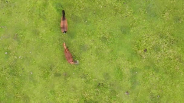 Luftaufnahme von Pferden, die auf den Bergwiesen grasen, Aussichtspunkt aus der Luft — Stockvideo