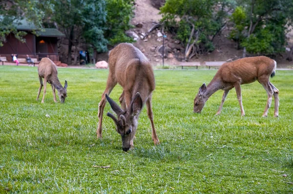 Deers Pășunând Parcul Național — Fotografie, imagine de stoc