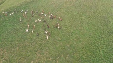 Bir grup at. Koşan at sürüsü, hava manzaralı.