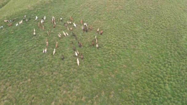 Group of horses. Herd of young horses running, aerial view — Stock Video