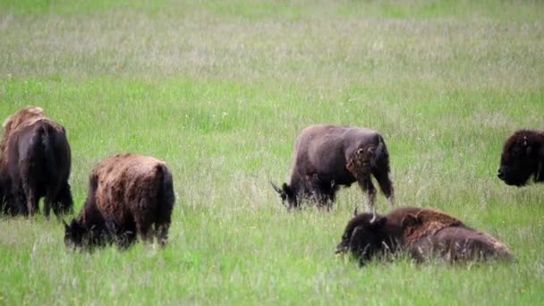 Buffalos Grazing, Yellowstone Bisons Taman Nasional Yellowstone, Wyoming — Stok Video