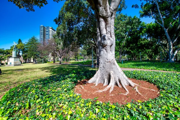 Sydney Hyde Park Vacker Solig Dag Australien — Stockfoto