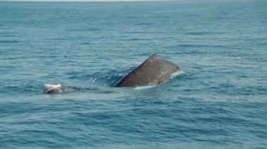 WhitSunday Takımadaları 'nda balina, Queensland, Avustralya. Yavaş çekim