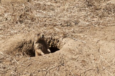 A single prairie dog peaking out of his den on guard. clipart