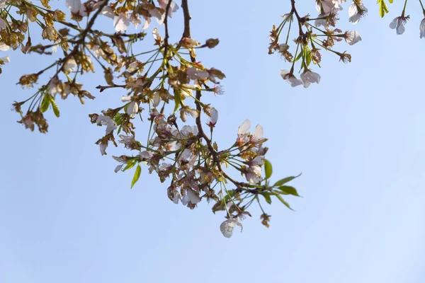 Rami Albero Ciliegio Fiore — Foto Stock