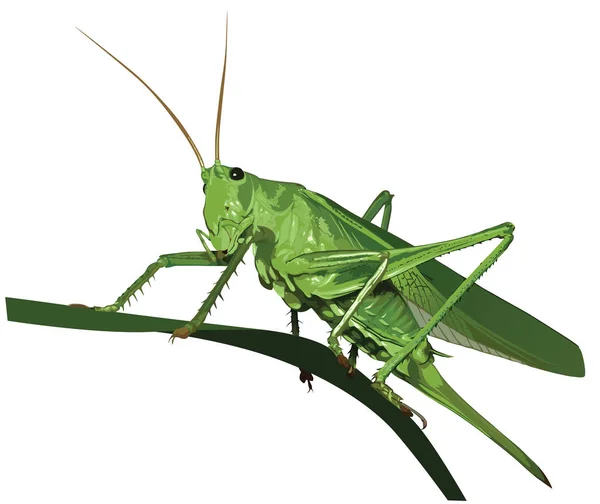 Green Grasshopper Grass — Stock Vector
