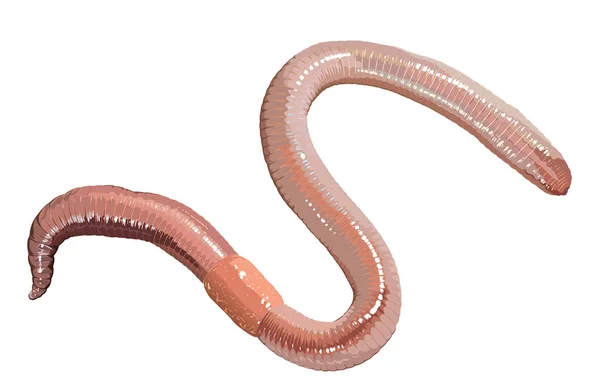 Isolierter Eathworm Auf Weißem Hintergrund — Stockvektor