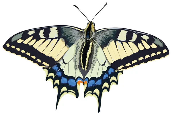 Hirondelle Papillon Sur Fond Blanc — Image vectorielle