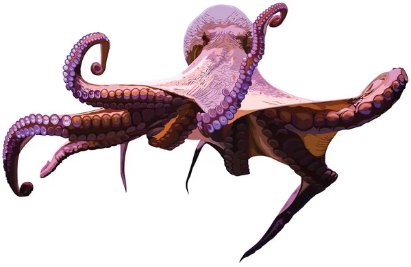 Obří Chobotnice Bílém Pozadí — Stockový vektor