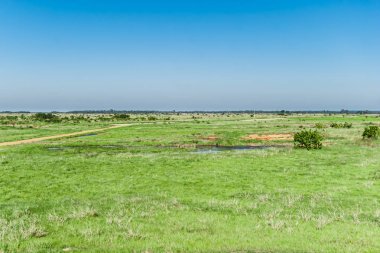 Ivinhema Nehri Floodplain Devlet Parkı
