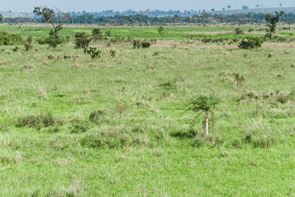 Parque Estadual Floodplain Rio Ivinhema — Fotografia de Stock