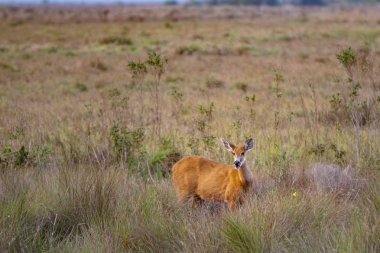 Blastocerus dichotomus