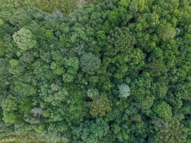 Güney Brezilya 'da yeşil ağaçlı tropikal ormanın en üst manzarası.