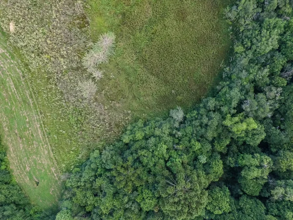 Vista Superior Fronteira Floresta Tropical Com Árvores Verdes Pasto Sul — Fotografia de Stock