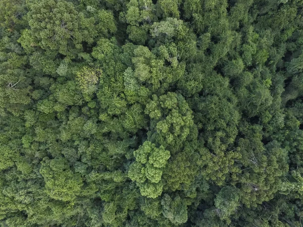 Vista Dall Alto Della Foresta Tropicale Con Alberi Verdi Nel — Foto Stock