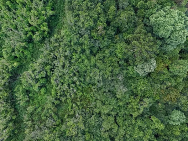 ブラジル南部の緑の木々と熱帯林のトップビュー — ストック写真