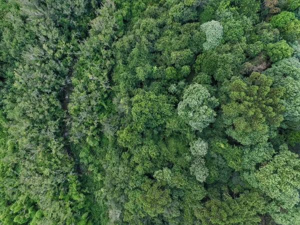 Vista Dall Alto Della Foresta Tropicale Con Alberi Verdi Nel — Foto Stock