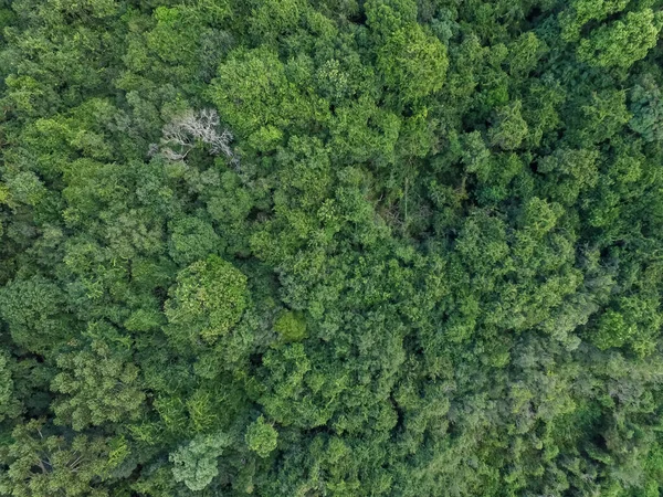 Vista Dall Alto Della Foresta Tropicale Con Alberi Verdi Nel — Foto Stock