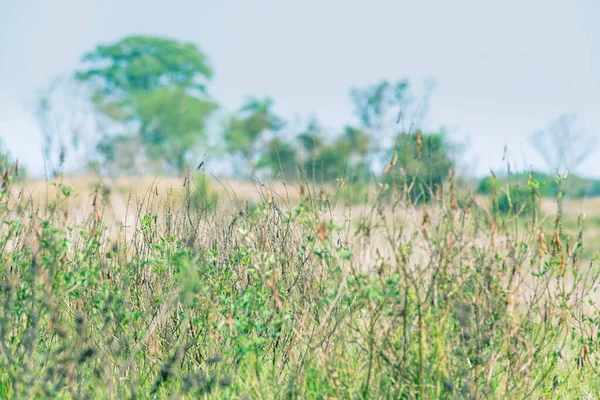 Paisagem Arbustos Verdes Vagens Com Árvores Borradas Fundo — Fotografia de Stock