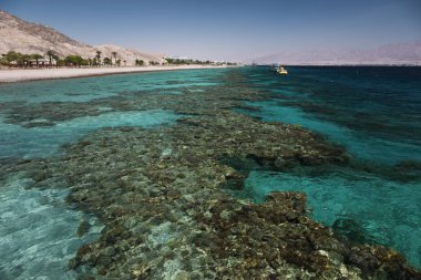 Mavi Körfez Eilat, İsrail, Red Sea'deki/daki mercan resif doğal görünümünü