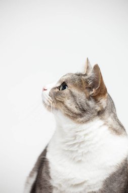 Beyaz arka plan üzerinde izole kahverengi lekeler kedi ile yağlı beyaz