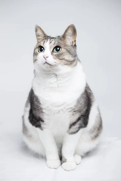 白い背景に分離された茶色の斑点の猫と脂肪の白 — ストック写真