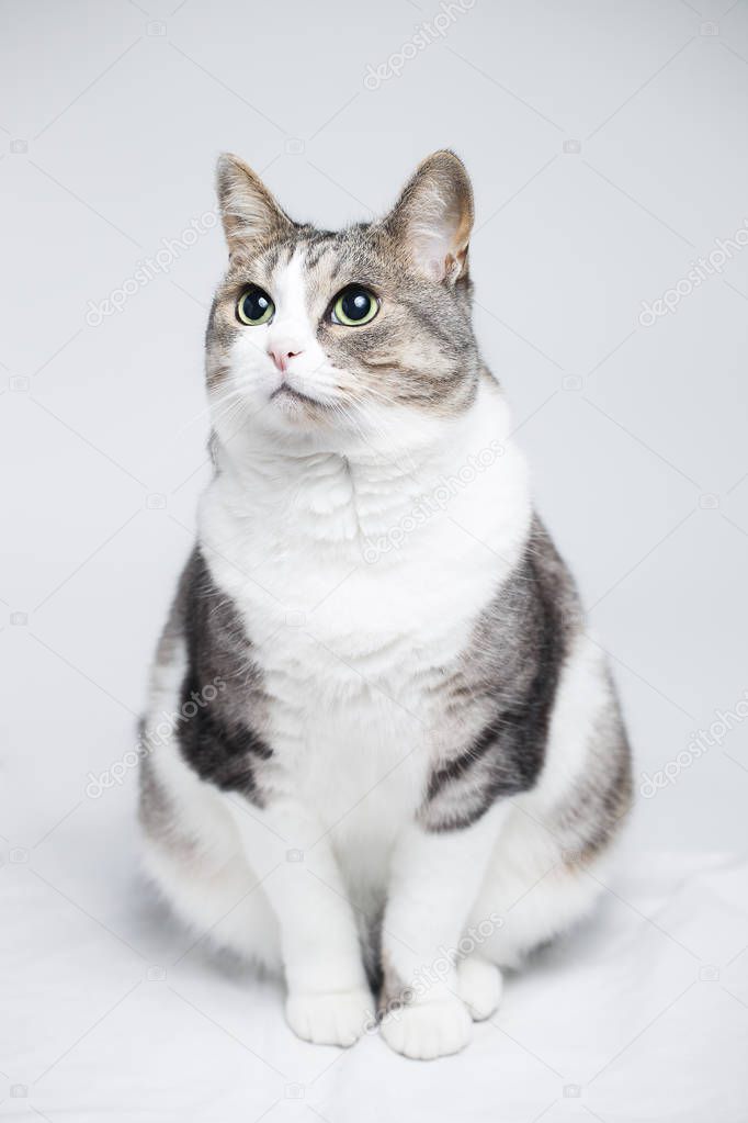 Fatty white with brown spots cat isolated on white background