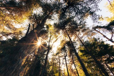Çam dağ orman yaz sezonu. Ağaçlar arasında güneş ışınları. İtalyan Alpleri, Europe.