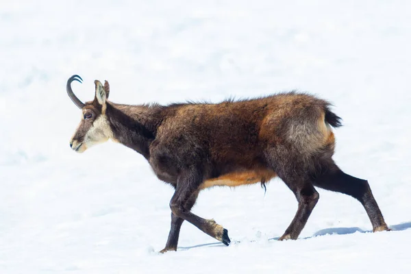 Egy példány a zerge (Rupicapra rupicapra) sétál a hó Stock Kép